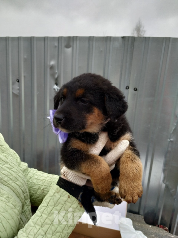 Собаки в Туле: Щенок метис  Мальчик, Бесплатно - фото 1