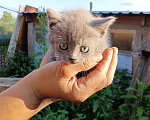 Кошки в Калуге: Котёнок Девочка, Бесплатно - фото 2