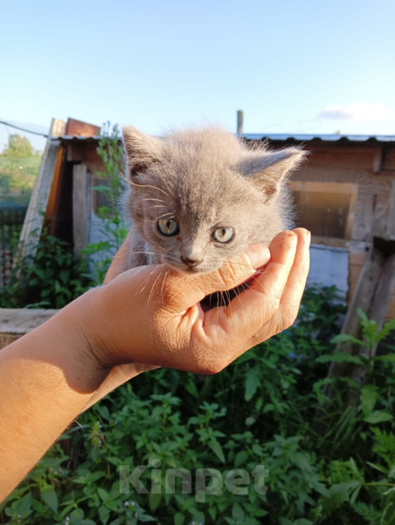 Кошки в Калуге: Котёнок Девочка, Бесплатно - фото 2