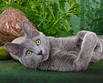 Кошки в Санкт-Петербурге: Русские голубые котята Мальчик, 30 000 руб. - фото 7