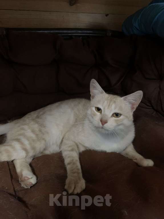 Кошки в Рязани: Котик в добрые руки Мальчик, Бесплатно - фото 6