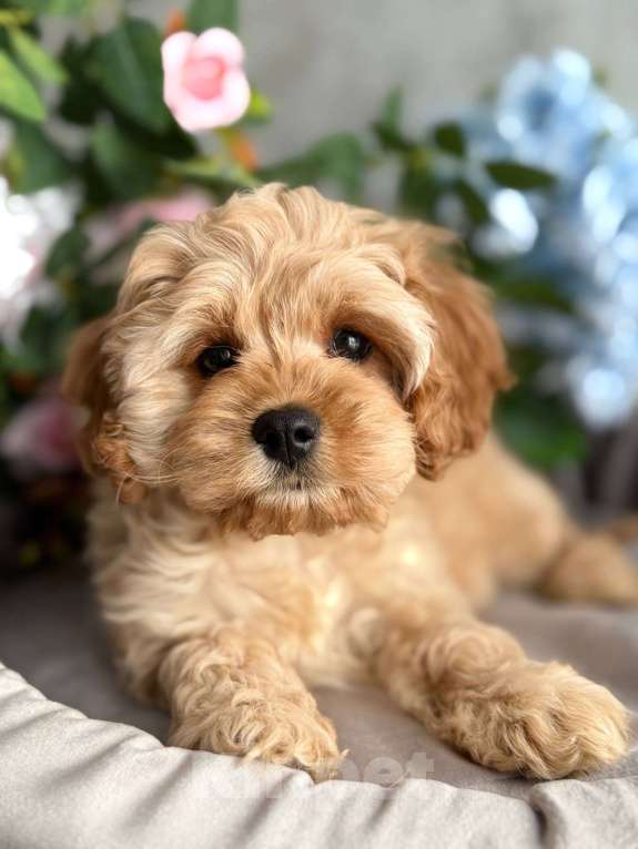 Собаки в Москве: Кавапу щенок Девочка, Бесплатно - фото 5