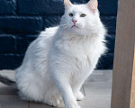 Кошки в Москве: Белоснежный красавец, домашний котик Ченя ищет дом Мальчик, Бесплатно - фото 1
