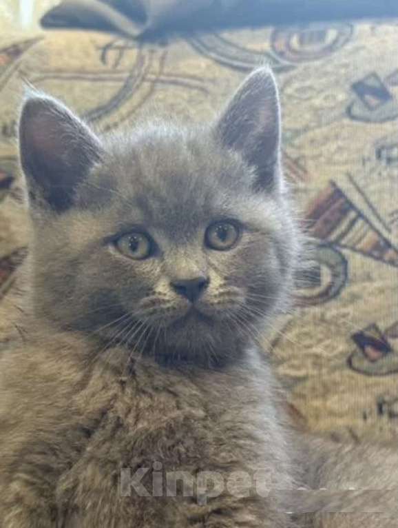 Кошки в Краснодаре: Милые котята британской породы Мальчик, Бесплатно - фото 5