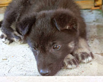 Собаки в Реутове: Девочка-щеночек в добрые руки Девочка, 1 руб. - фото 4