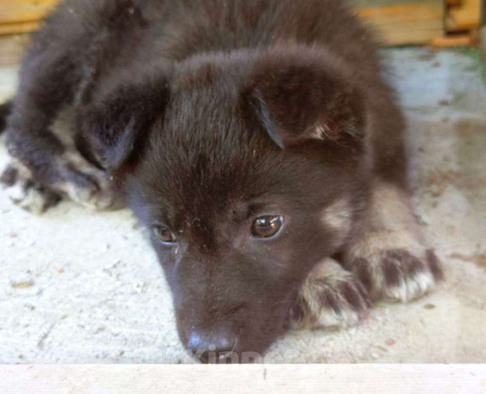 Собаки в Реутове: Девочка-щеночек в добрые руки Девочка, 1 руб. - фото 4