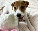 Собаки в Москве: Джек Рассел терьер девочка Девочка, 45 000 руб. - фото 2