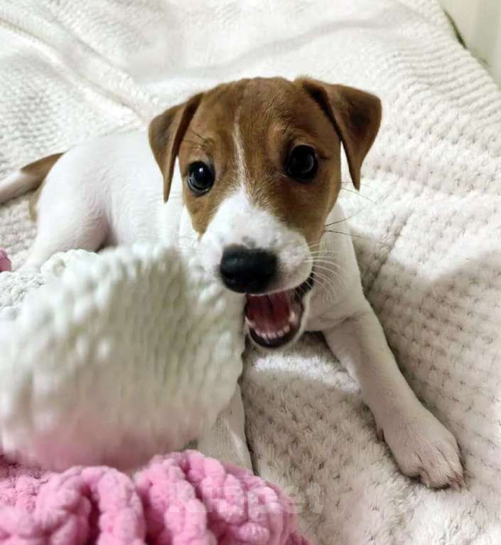 Собаки в Москве: Джек Рассел терьер девочка Девочка, 45 000 руб. - фото 2