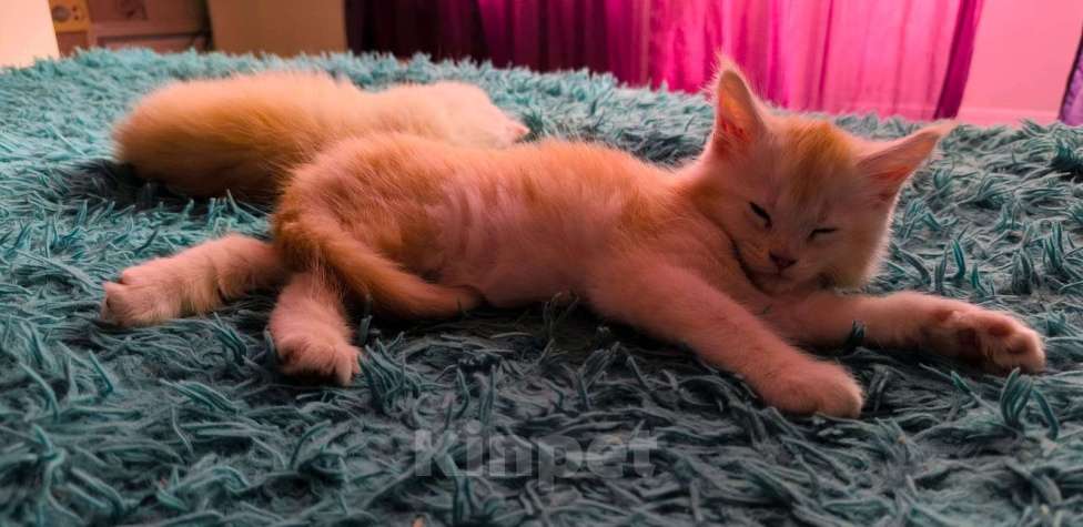 Кошки в других городах Тверской области: Котята Мейкун Мальчик, 17 000 руб. - фото 4