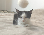 Кошки в Мурином: Отдам котенка в добрые руки Мальчик, Бесплатно - фото 4