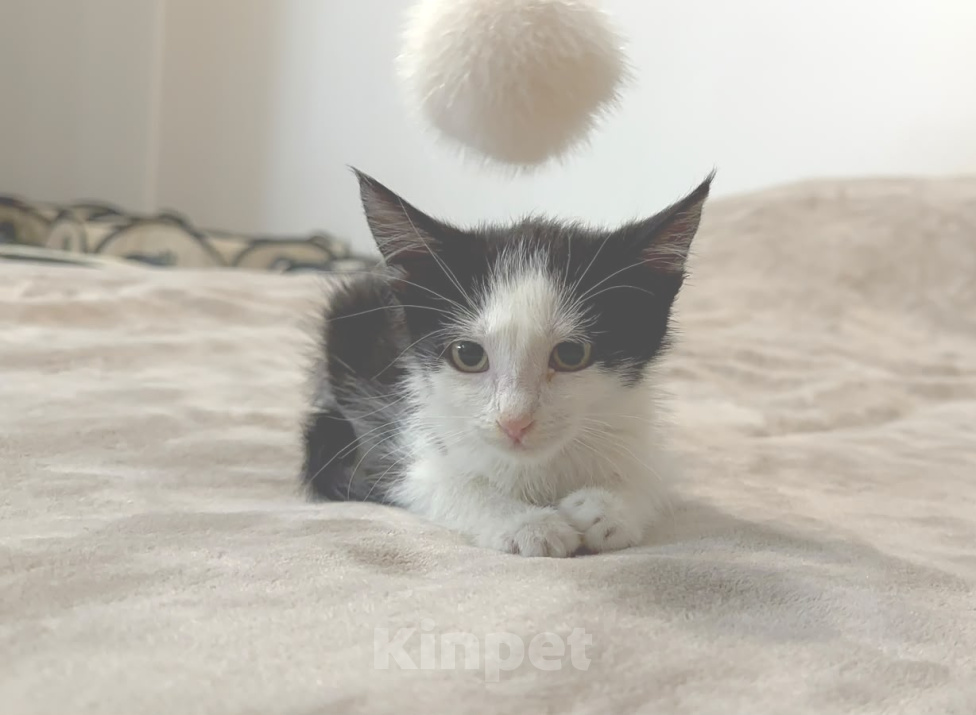 Кошки в Мурином: Отдам котенка в добрые руки Мальчик, Бесплатно - фото 4