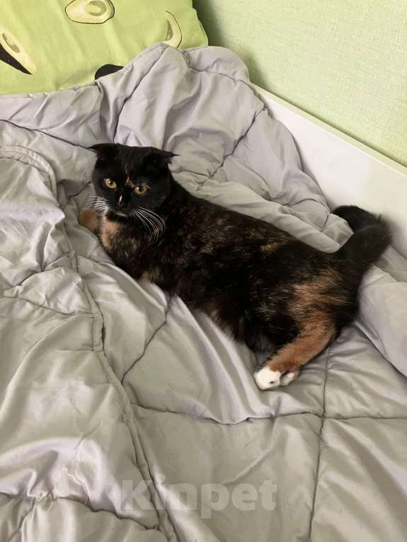 Кошки в Москве: Потерялась кошка метис вислоухой Девочка, 3 000 руб. - фото 4