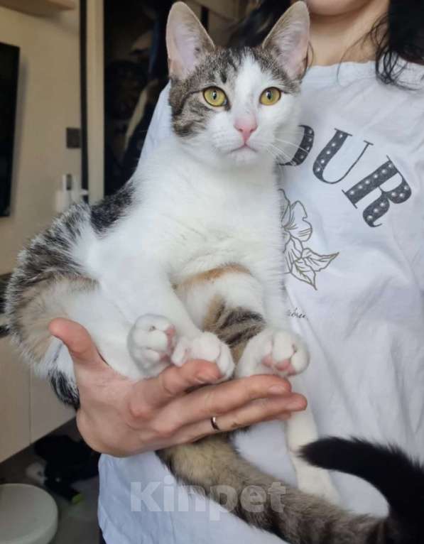 Кошки в Санкт-Петербурге: Корсик ждет своего Человека Мальчик, Бесплатно - фото 3