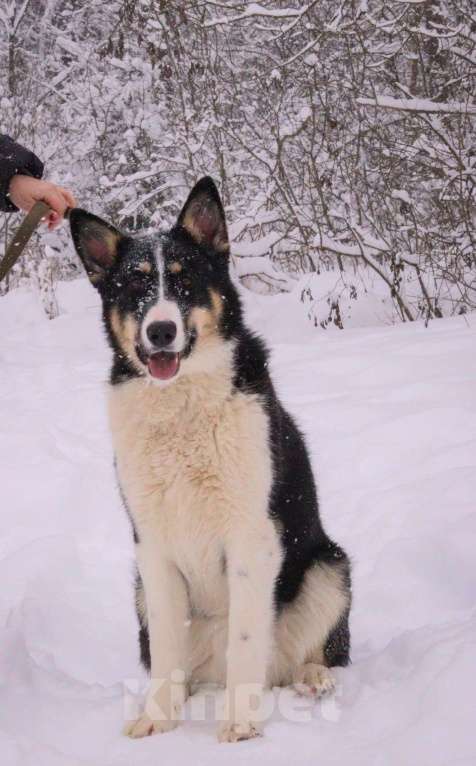 Собаки в Москве: Макейле нужен дом Девочка, Бесплатно - фото 1
