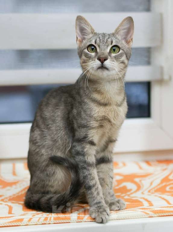 Кошки в Москве: Эксклюзивные котята (10 мес.) в дар Мальчик, Бесплатно - фото 8