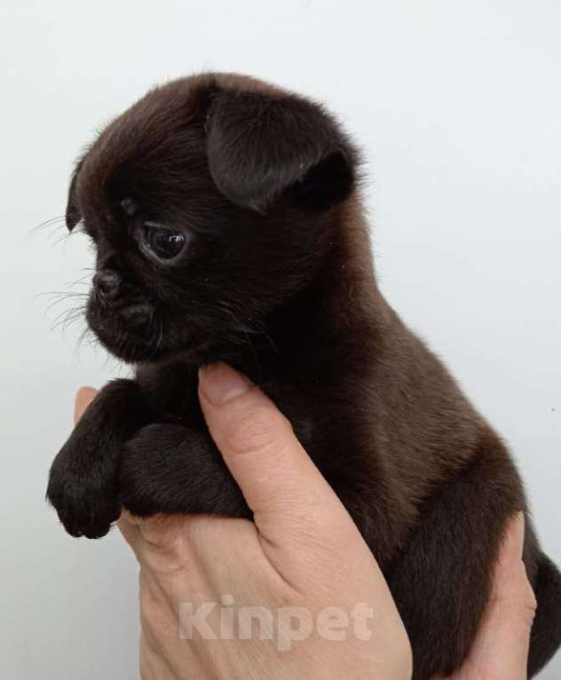 Собаки в Туле: Милое создание Девочка, 16 000 руб. - фото 3