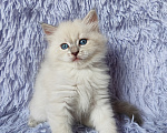 Кошки в Новосибирске: Кошечка блюшечка Девочка, Бесплатно - фото 1