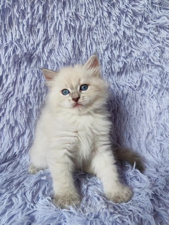 Кошки в Новосибирске: Кошечка блюшечка Девочка, Бесплатно - фото 1