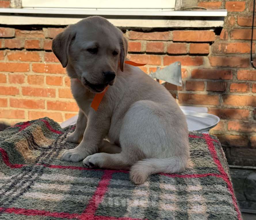 Собаки в Краснодаре: Щенок лабрадора палевый Девочка, 35 000 руб. - фото 5