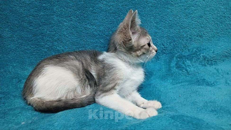 Кошки в Москве: Девочка в добрые руки Девочка, Бесплатно - фото 4