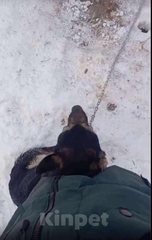 Собаки в других городах Московской области: Собака сидит на цепи Мальчик, Бесплатно - фото 2