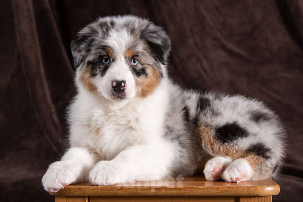 Собаки в Барнауле: Щенки аусси Мальчик, 95 000 руб. - фото 4