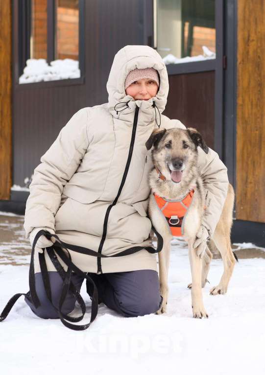 Собаки в Москве: Добродушная собачка Виста в добрые руки Девочка, Бесплатно - фото 5