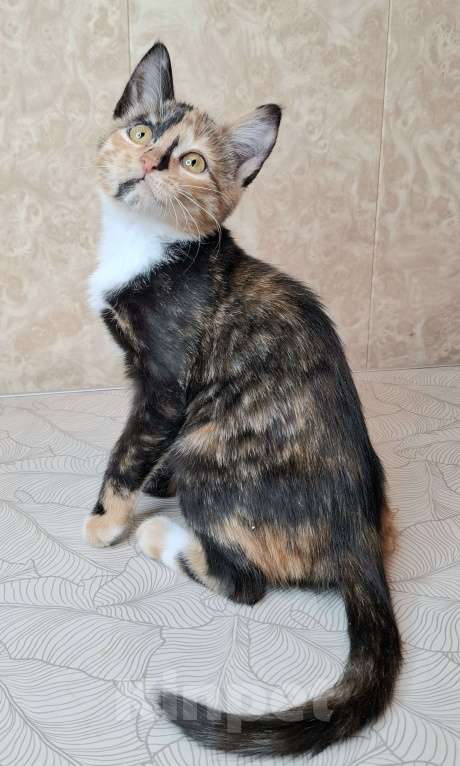 Кошки в Москве: Котёнок с интересным окрасом в добрые руки  Девочка, Бесплатно - фото 5