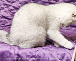 Кошки в Москве: Британские короткошёрстные котята Девочка, Бесплатно - фото 5