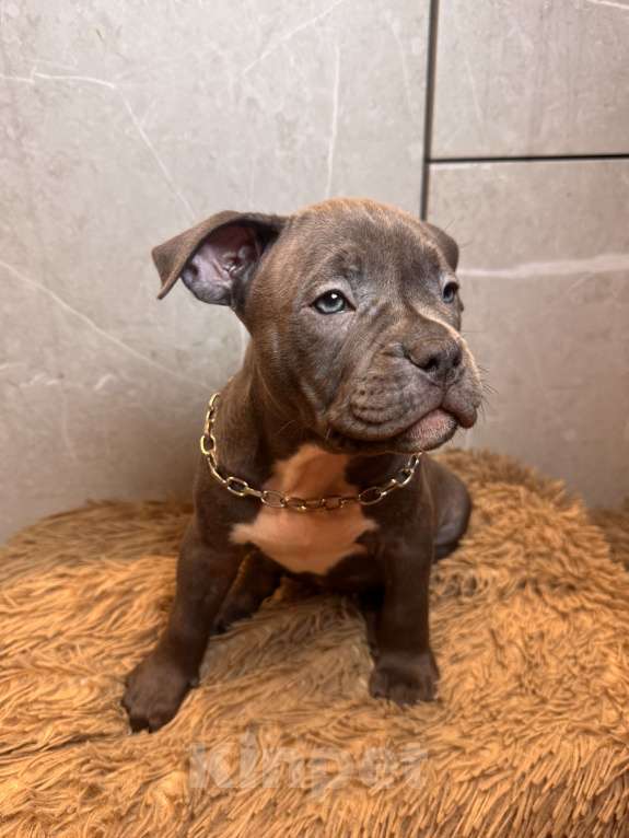 Собаки в Сургуте: Щенки  Мальчик, 45 000 руб. - фото 4