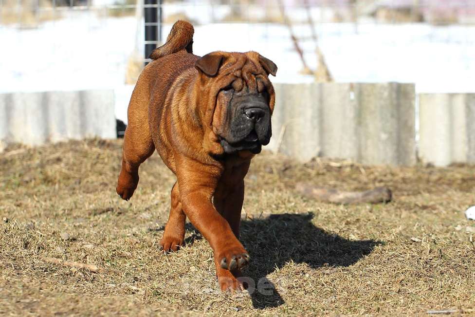 Собаки в Туле: Продать щенка Девочка, Бесплатно - фото 3