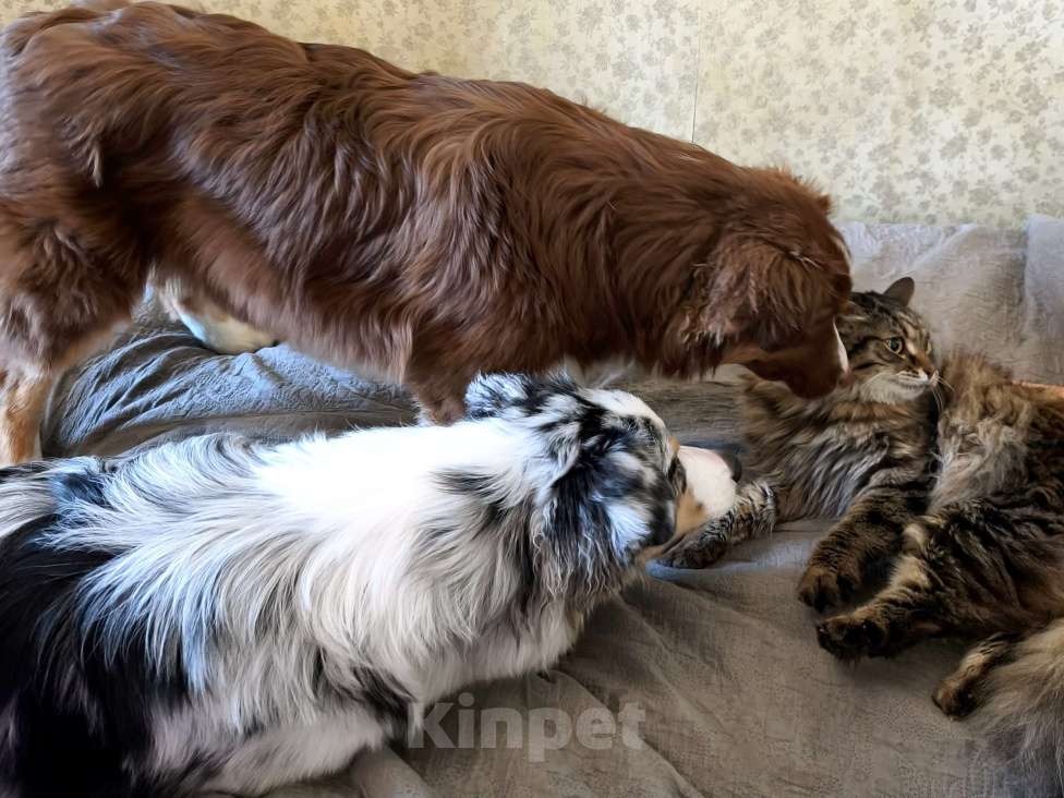 Собаки в Липецке: Австралийская овчарка Девочка, 60 000 руб. - фото 3