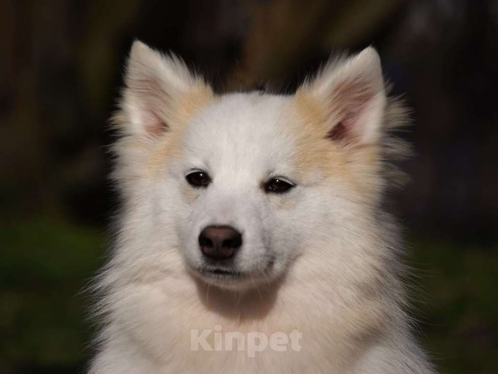 Собаки в Москве: Ненецкая оленегонная лайка, сука Ариша. Девочка, 60 000 руб. - фото 1
