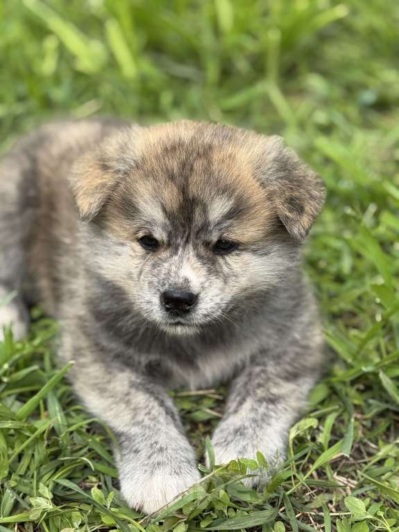 Собаки в Новосибирске: Шикарный тигренок-акитенок Мальчик, 80 000 руб. - фото 8