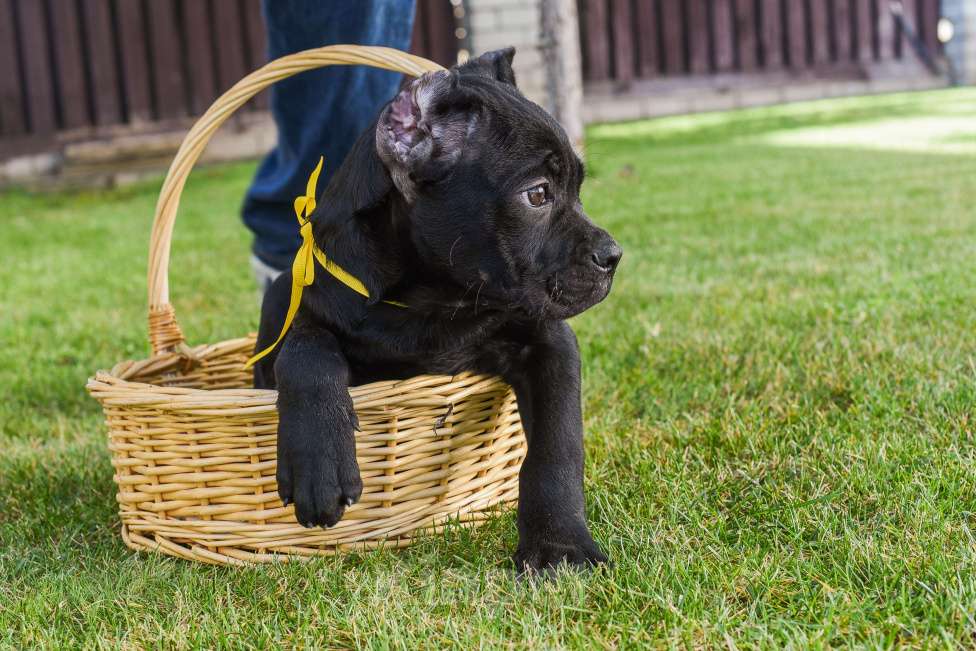 Собаки в Волгограде: Щенки коне-корсо.  Мальчик, Бесплатно - фото 2