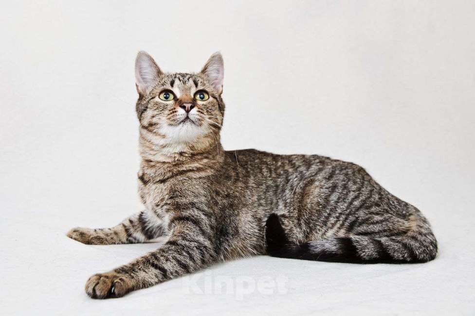 Кошки в Москве: котенок Антоновка ищет дом Девочка, Бесплатно - фото 2