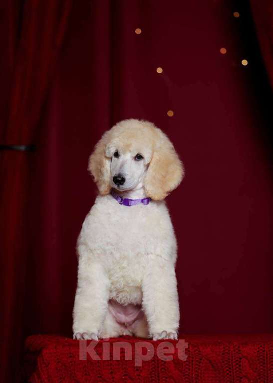 Собаки в других городах Московской области: стандартный пудель -белая сука Девочка, Бесплатно - фото 2