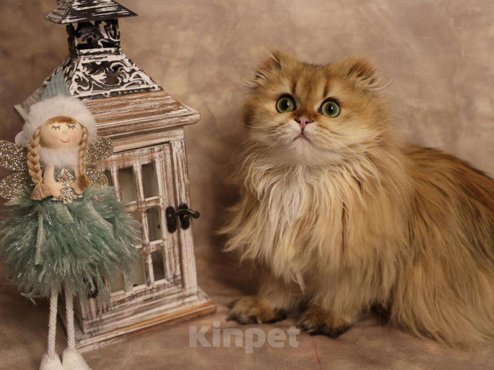 Кошки в Москве: Шотландский вислоухий длинношёрстный котёнок Мальчик, 60 000 руб. - фото 5
