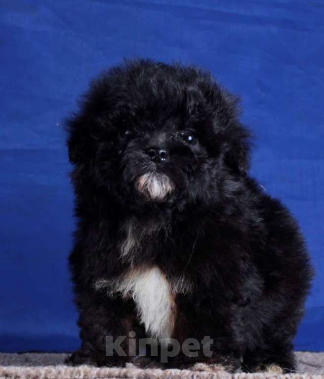 Собаки в Москве: мальтипу мини и микро, бэби фейс Мальчик, 100 000 руб. - фото 2