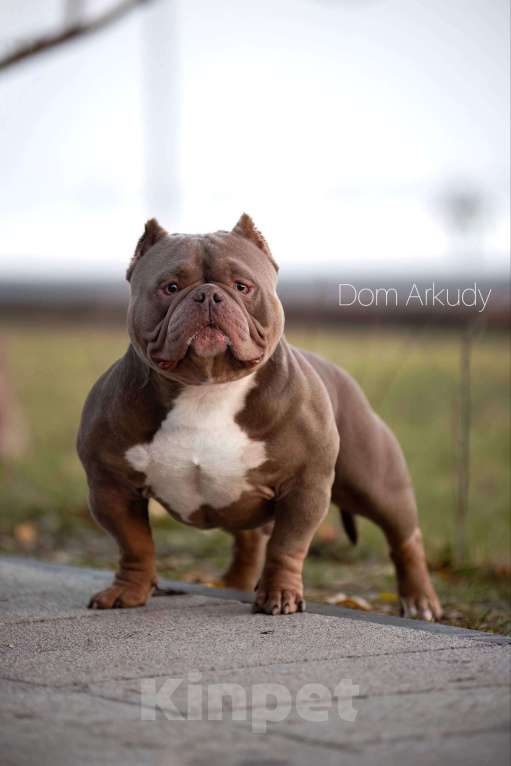Собаки в Саратове: Борис Мальчик, 100 000 руб. - фото 1