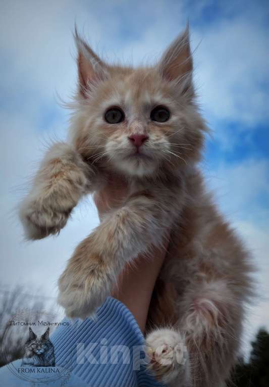 Кошки в Санкт-Петербурге: Котик красное серебро Мальчик, 35 000 руб. - фото 4