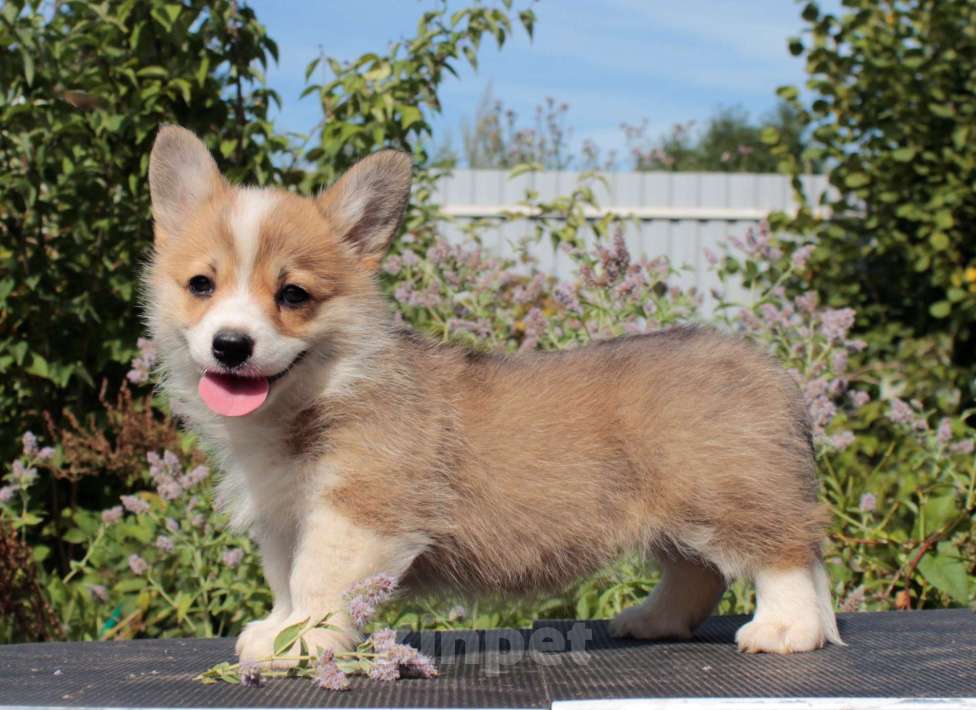 Собаки в Москве: вельш корги пемброк девочка 2.5 мес Девочка, 85 000 руб. - фото 3