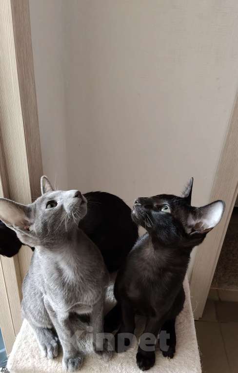 Кошки в Кубинке: Продаю Девочка, 24 000 руб. - фото 1