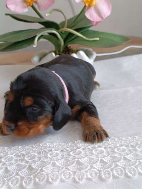 Собаки в Москве: Русский охотничий спаниель девочка Девочка, 50 000 руб. - фото 7