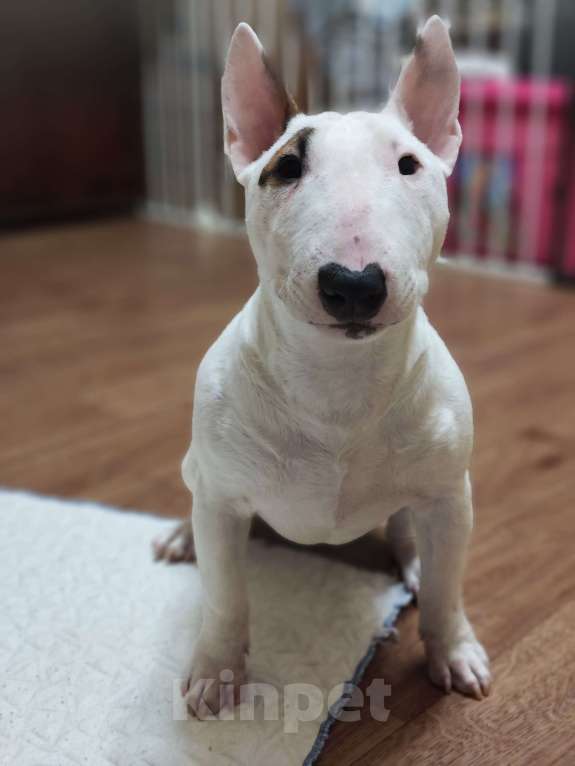 Собаки в Санкт-Петербурге: Минибуль подросток  Девочка, Бесплатно - фото 3