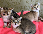 Кошки в Перми: Шотландские котики и кошечки Девочка, 20 000 руб. - фото 1