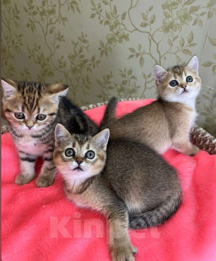 Кошки в Перми: Шотландские котики и кошечки Девочка, 20 000 руб. - фото 1