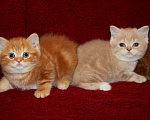 Кошки в Москве: Ярко красные  шотландские котята Девочка, 30 000 руб. - фото 3