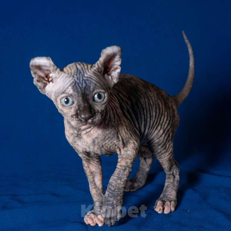 Кошки в Москве: Сфинкс эльф Девочка, 40 000 руб. - фото 1