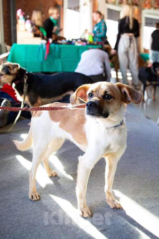 Собаки в Санкт-Петербурге: Маленькая хрупкая собачка, 9 кг Девочка, Бесплатно - фото 4